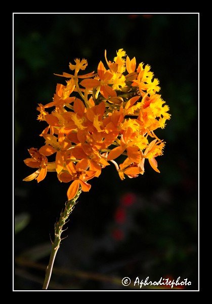116 Fleurs